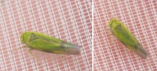 Alebra viridis